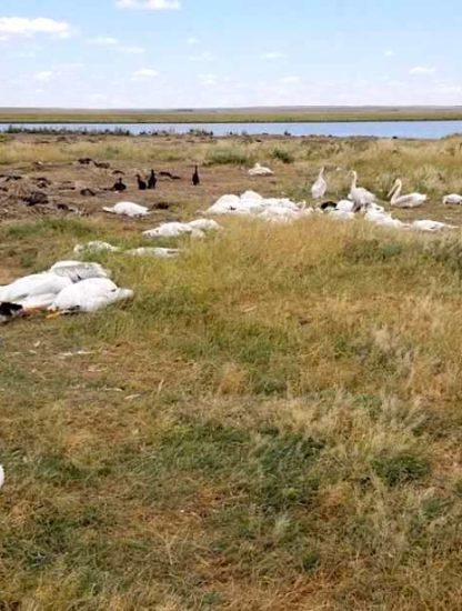 oiseaux aquatiques morts tempete grele montana