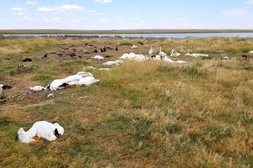 oiseaux aquatiques morts tempete grele montana