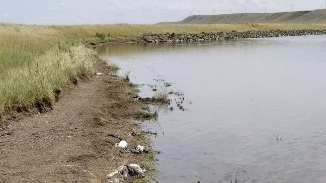 oiseaux aquatiques morts tempete grele montana