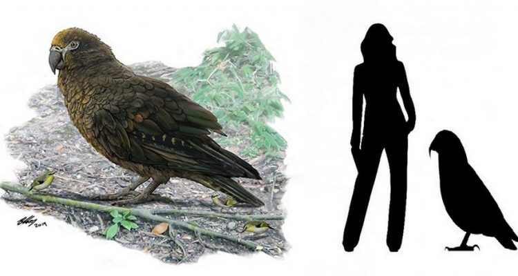 Le Plus Grand Perroquet Ayant Jamais Vécu Sur Terre A été