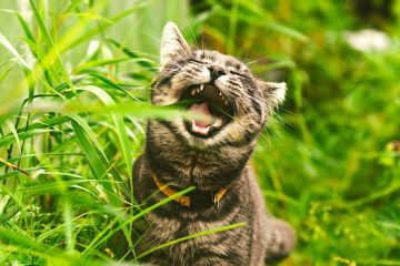 Le Chat Renard Découvert En Corse Pourrait être Une