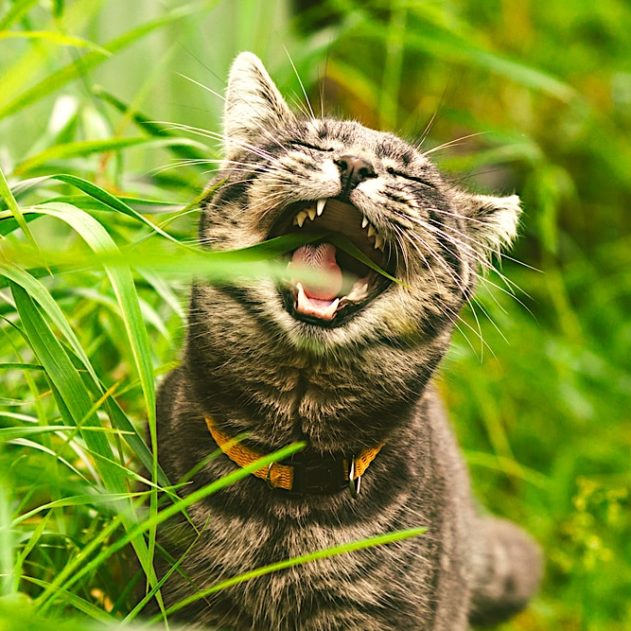 pourquoi chats mangent herbe etude