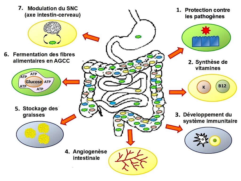schema microbiote intestinal