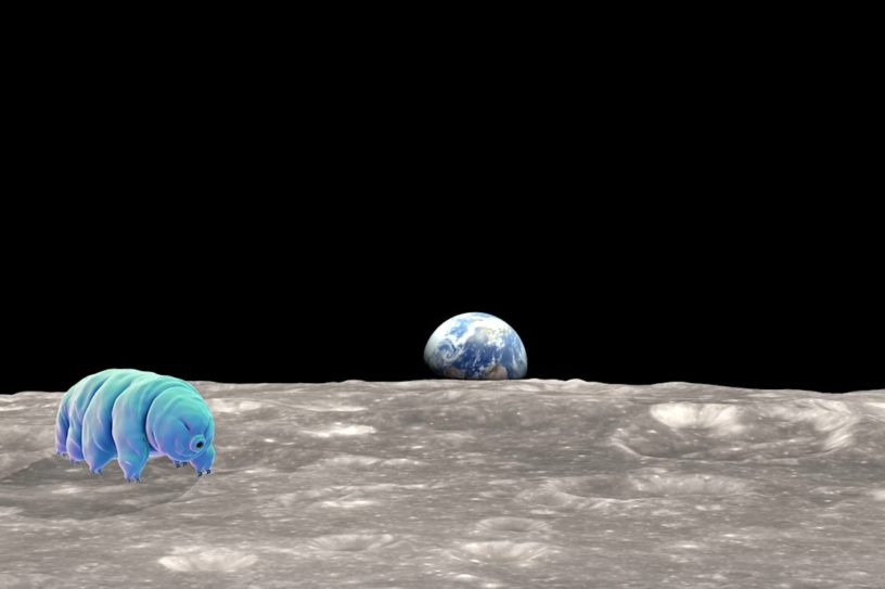 tardigrades sur lune beresheet crash