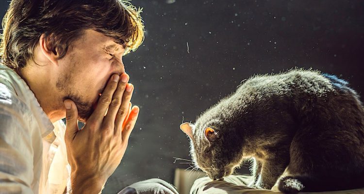 vaccin contre allergies aux chats