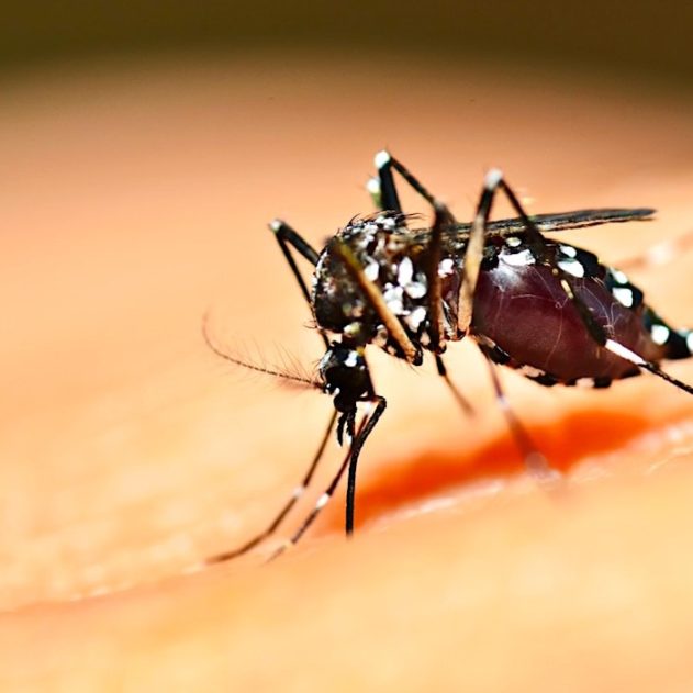 experience modification genetique moustiques imprevus
