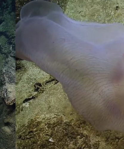 creature fonds marins meduse transformation metamorphose