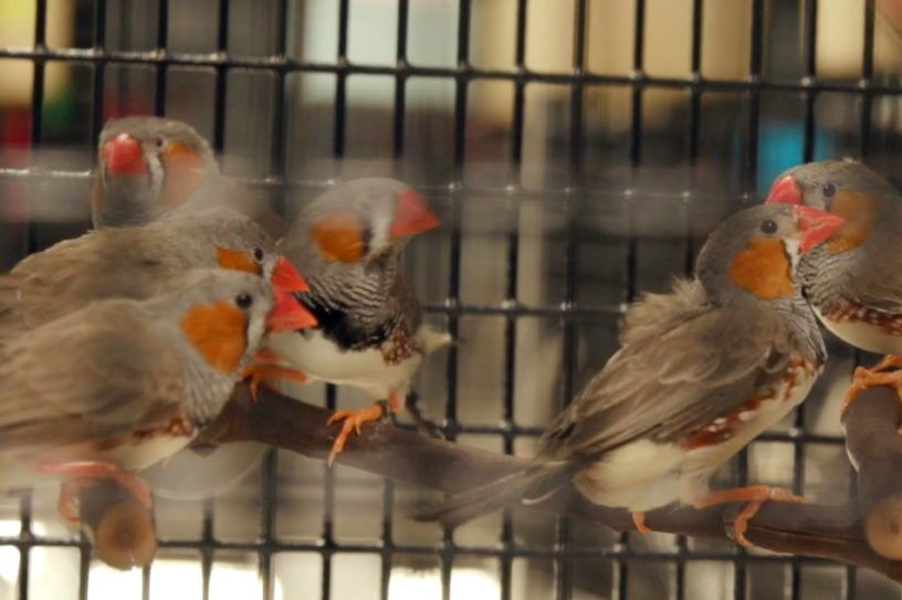 oiseau-diamant-mandarin