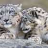 diversite genetique animale
