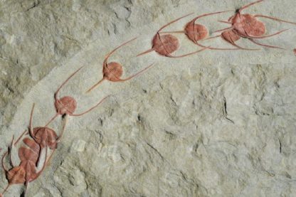 fossile trilobites