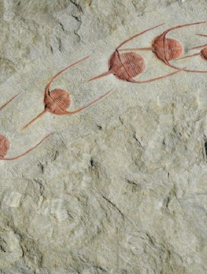 fossile trilobites