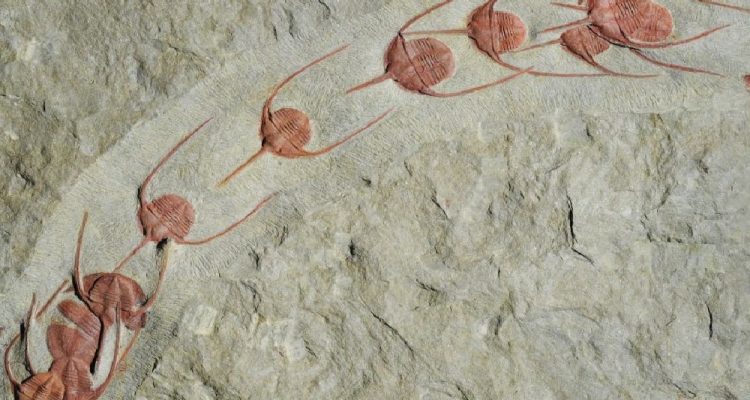 Découverte de trilobites fossilisés organisés en file indienne ! By Thomas Boisson Fossile-trilobites-750x400