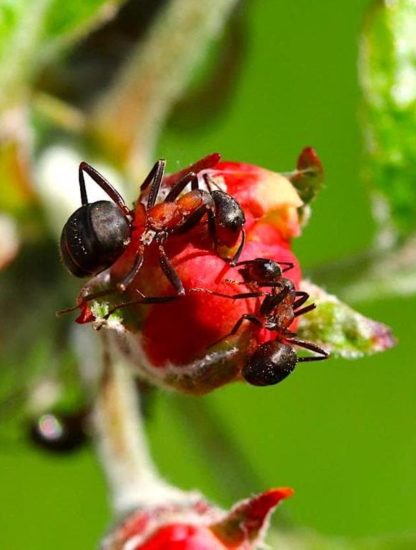 fourmis reduisent maladies plantes antibiotiques