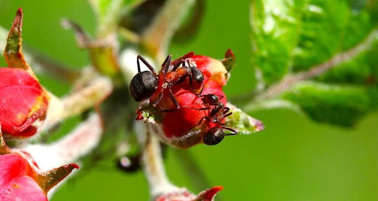 fourmis reduisent maladies plantes antibiotiques