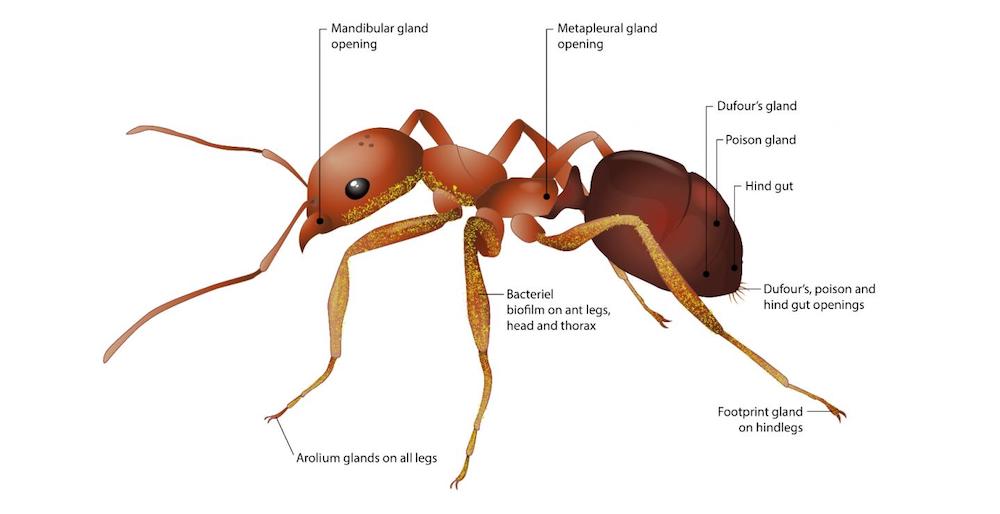 fourmis reduisent maladies plantes glandes antibiotiques