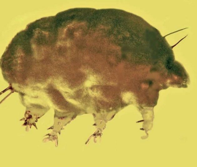 cochon moule mold pig acarien tardigrade