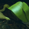 plante deux feuilles mission lune change 4