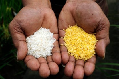 ogm riz ordinaire modifie genetiquement dore
