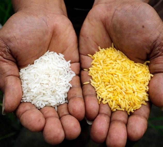 ogm riz ordinaire modifie genetiquement dore