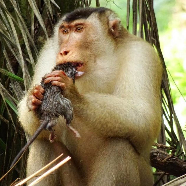 singe macaque rat vermine plantation huile palme palmier