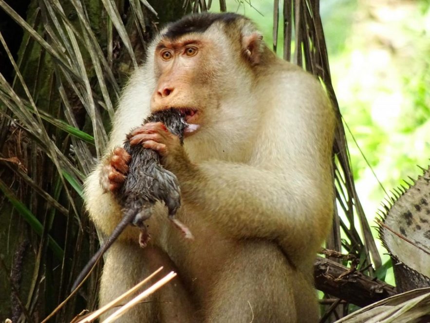 singe macaque rat vermine plantation huile palme palmier