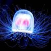 t dohrnii meduse immortelle