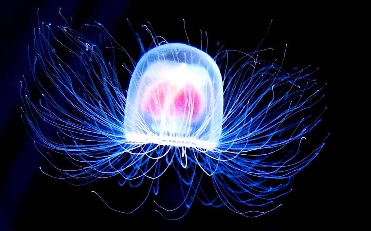 Turritopsis dohrnii, the incredible "Immortal Jellyfish"