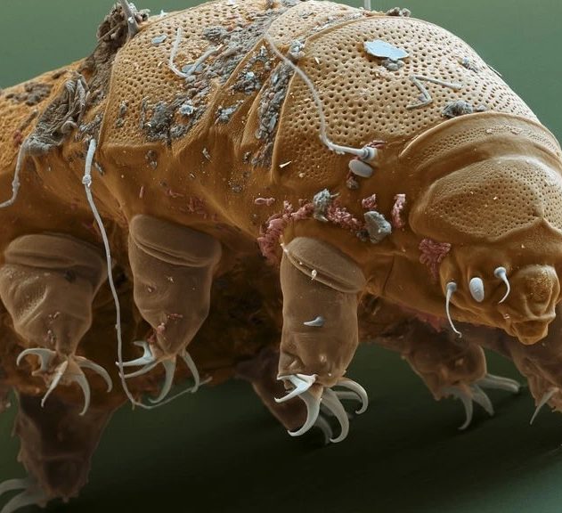 tardigrades protection