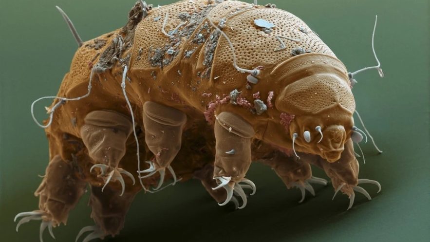 tardigrades protection