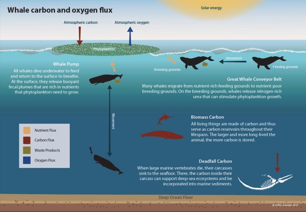 cycle carbone oxygene baleines lutte changement climatique