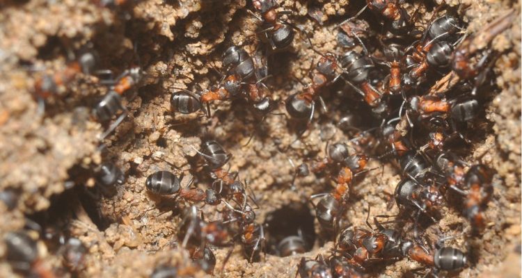 masse-fourmis-bunker