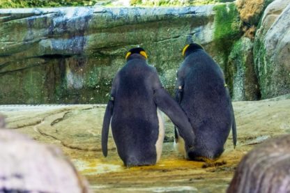 pinguins homosexuels vol oeuf