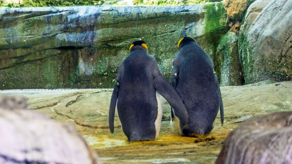 pinguins homosexuels vol oeuf