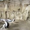 restes 14 mammouths decouverts mexique