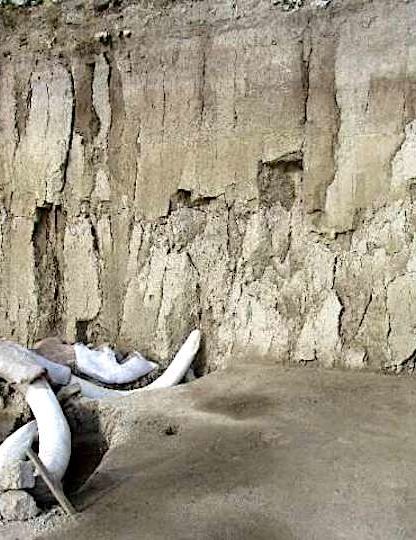 restes 14 mammouths decouverts mexique