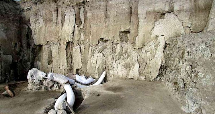Des centaines d’os de mammouths découverts au Mexique ! (vidéo sur Bidfoly.com) By Jonathan Paiano Restes-14-mammouths-decouverts-mexique-750x400