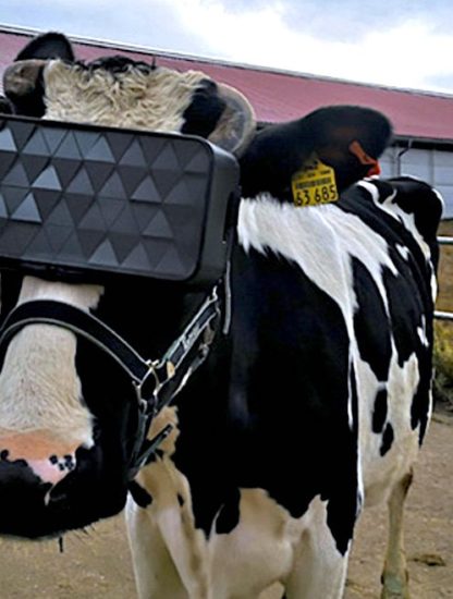 vaches casque vr production meilleur lait
