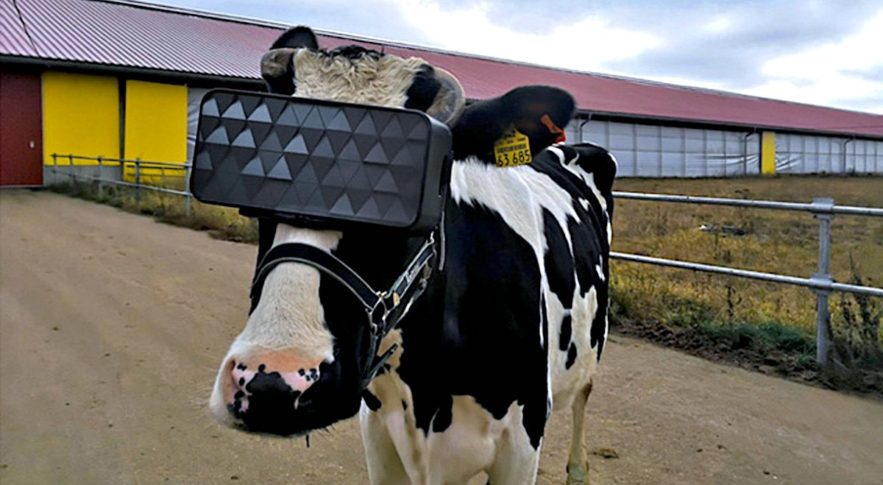 vaches casque vr production meilleur lait