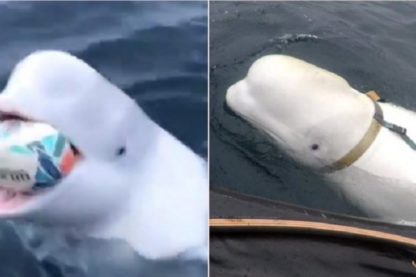 video beluga