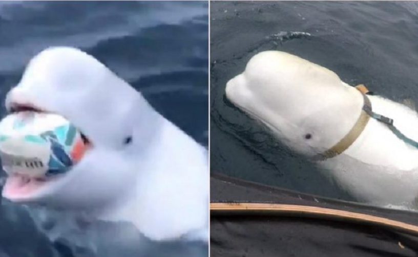 video beluga