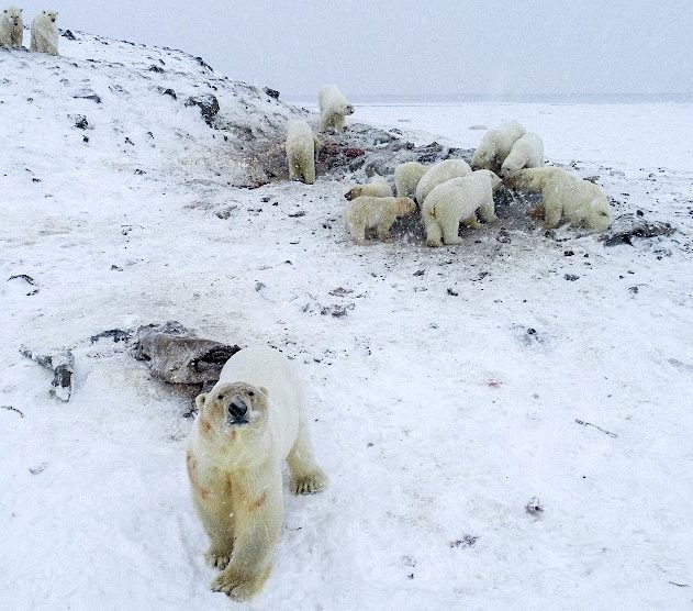 56 ours polaires rassemblement village russie ryrkaipy decembre 2019