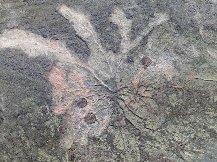 ancien arbre fossile decouverte usa