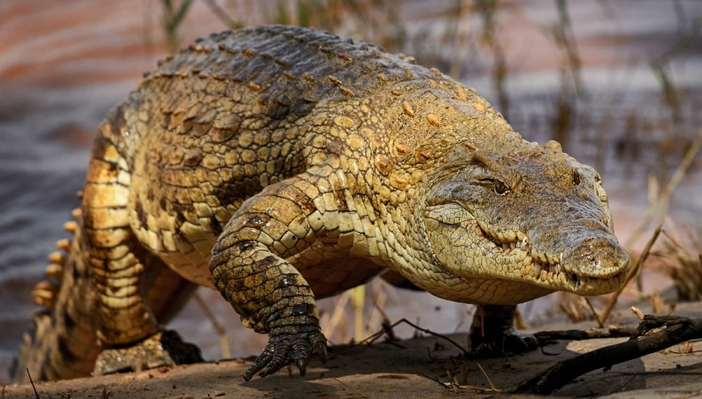 Plusieurs espèces de crocodiles peuvent galoper à des ...