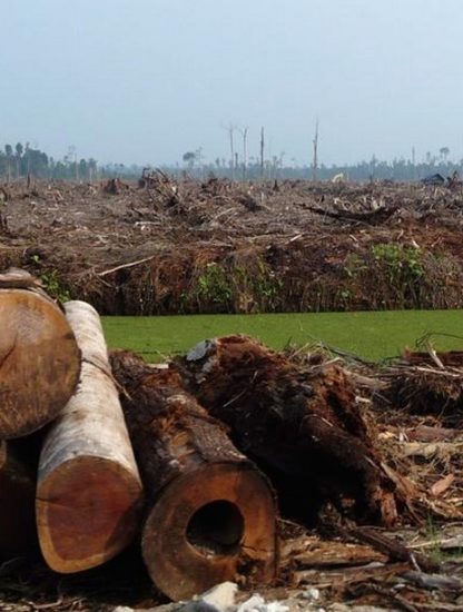deforestation brezil amazonie foret amazonienne bois