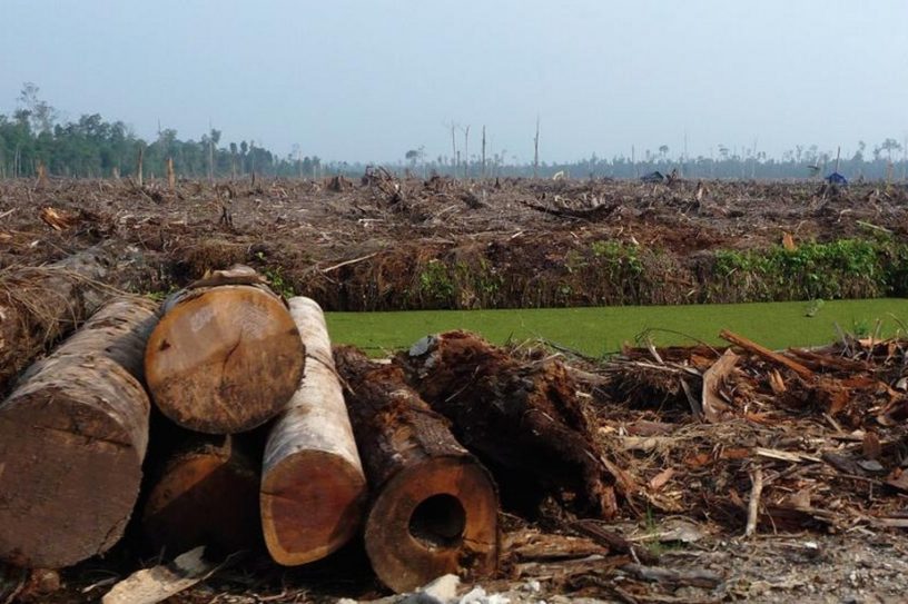 deforestation brezil amazonie foret amazonienne bois