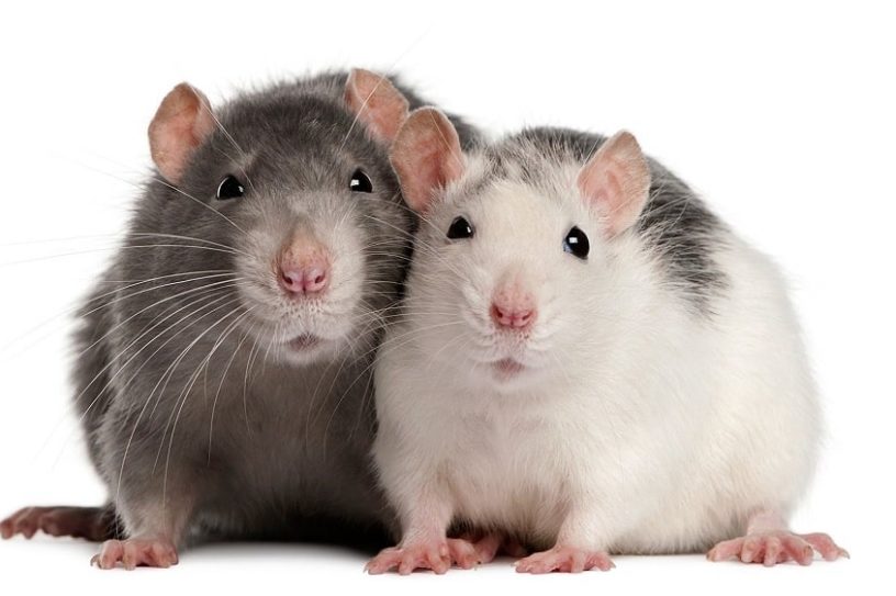 empathie rats