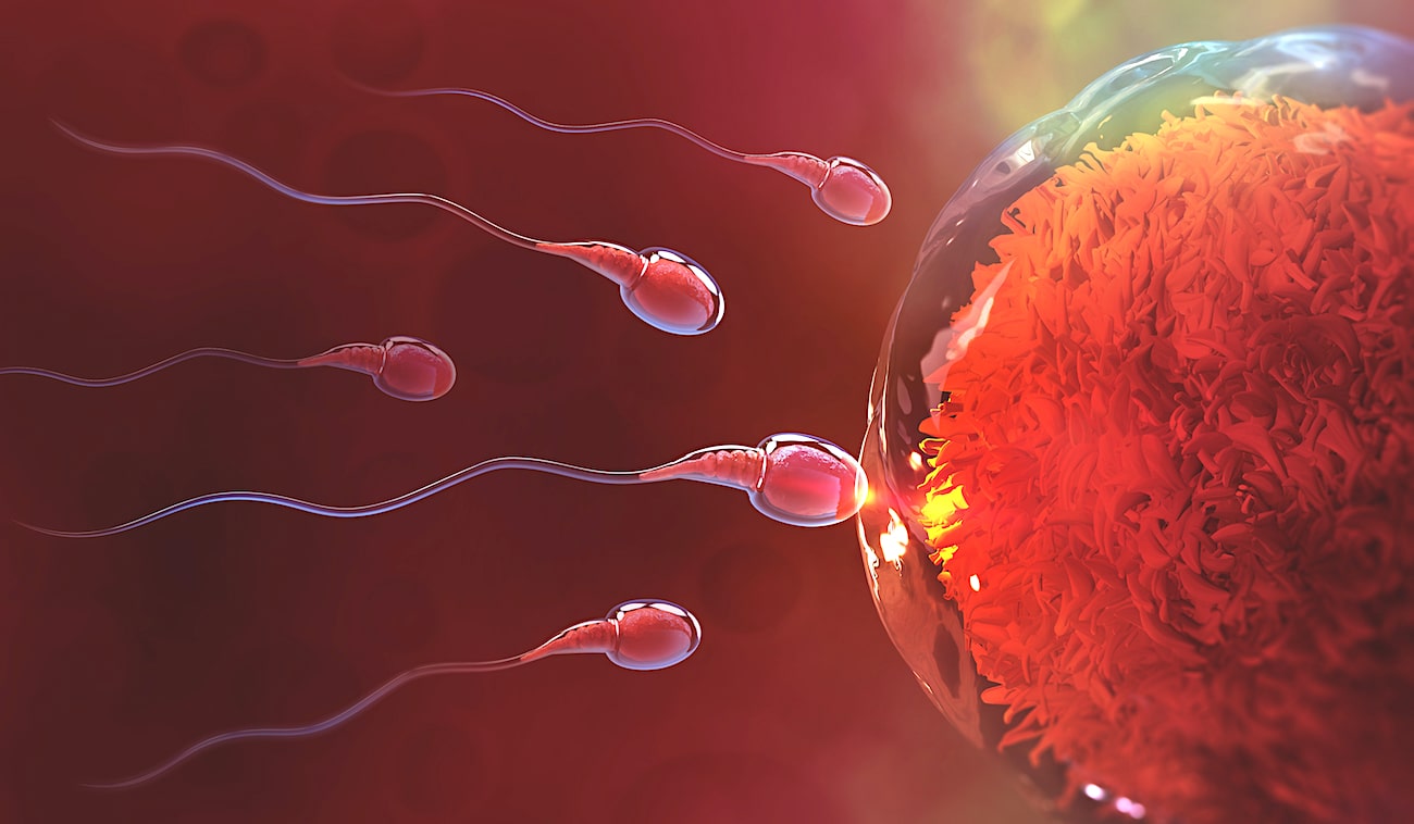Utiliser La Moelle Osseuse Pour Faire Du Sperm