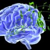 jouer batterie changements cerveau plasticite