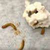 ver farine conversion dechets plastiques produits chimiques