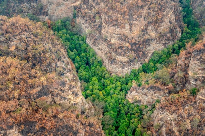 australie feu brousse foret incendie arbres prehistoriques pins wollemi